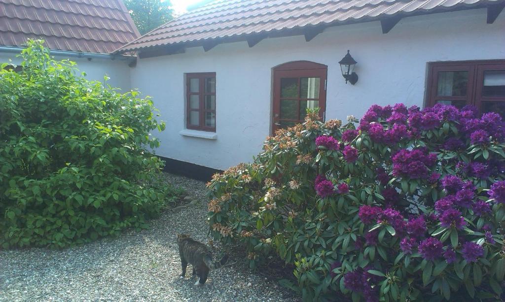 Vranum Guesthouse Viborg Kültér fotó